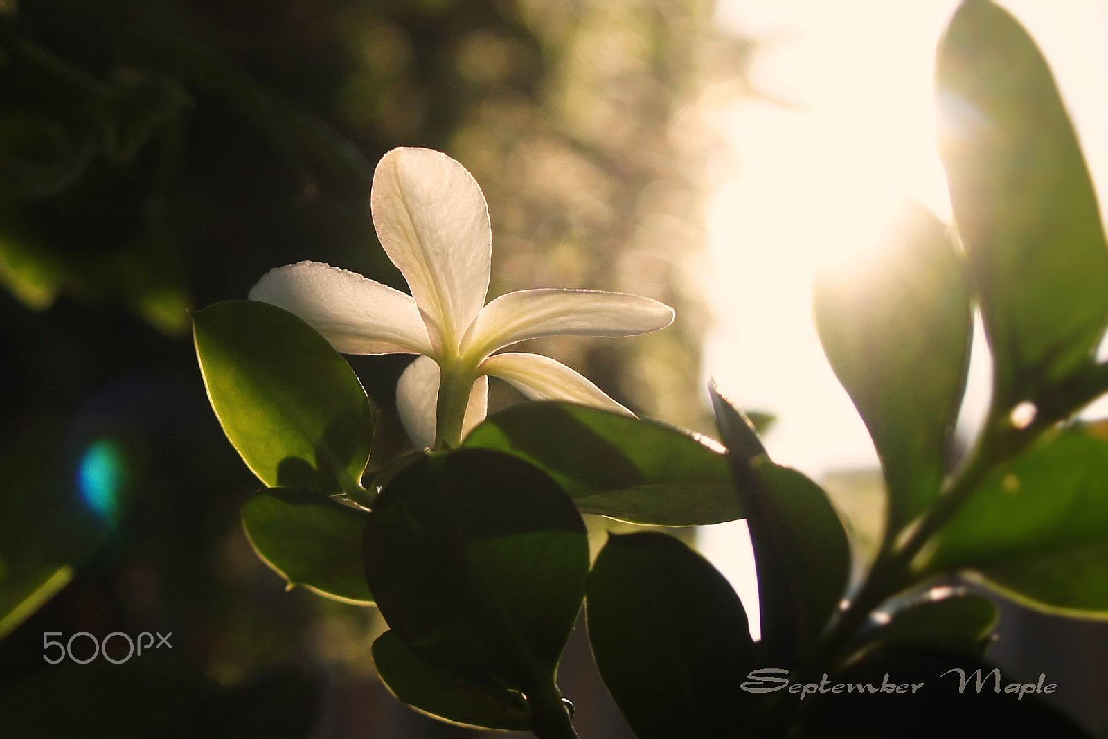 Sony NEX-5C sample photo. 清晨的铁茉莉 3 photography