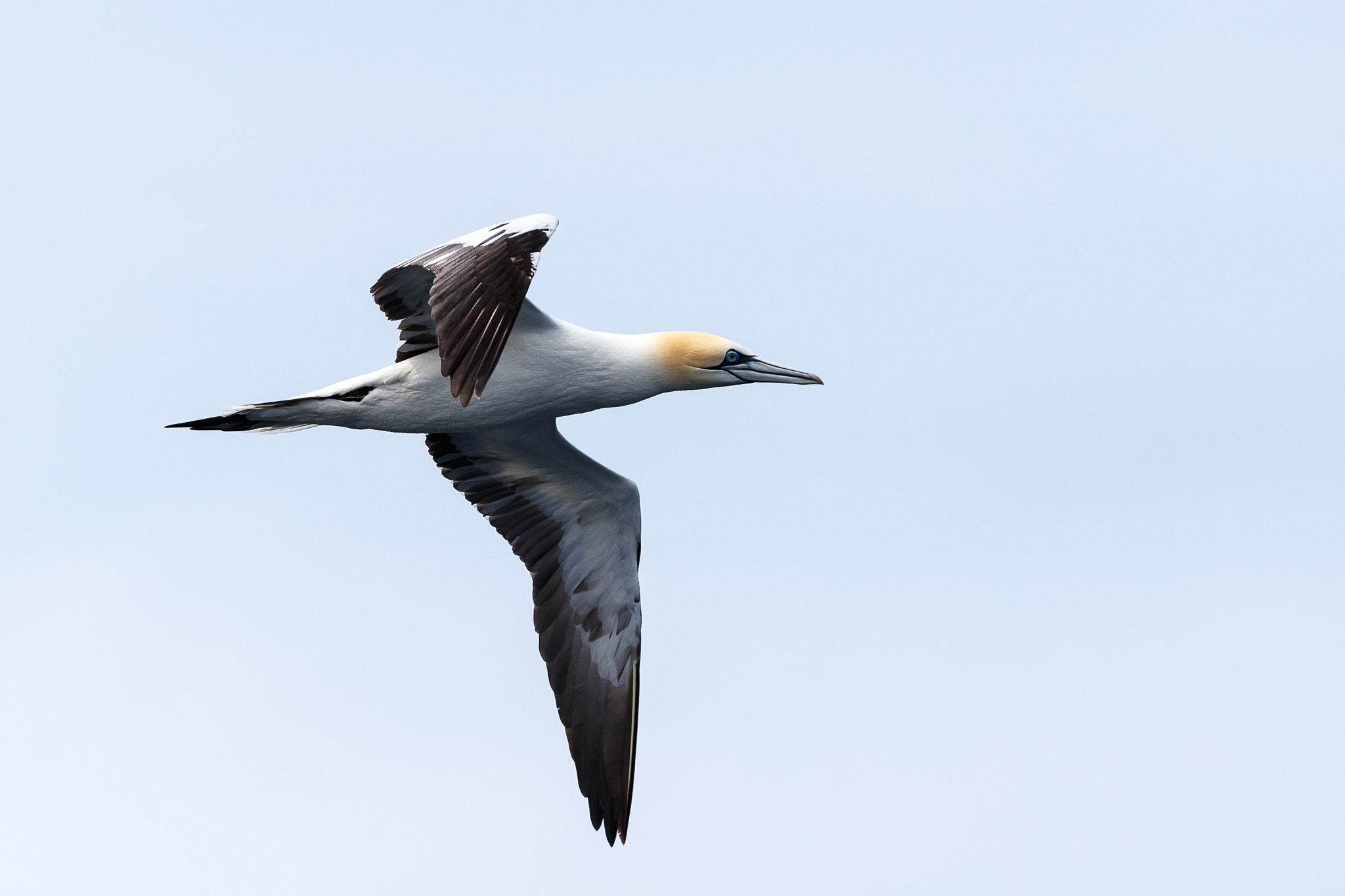 Canon EOS-1D X sample photo. Northern gannet photography