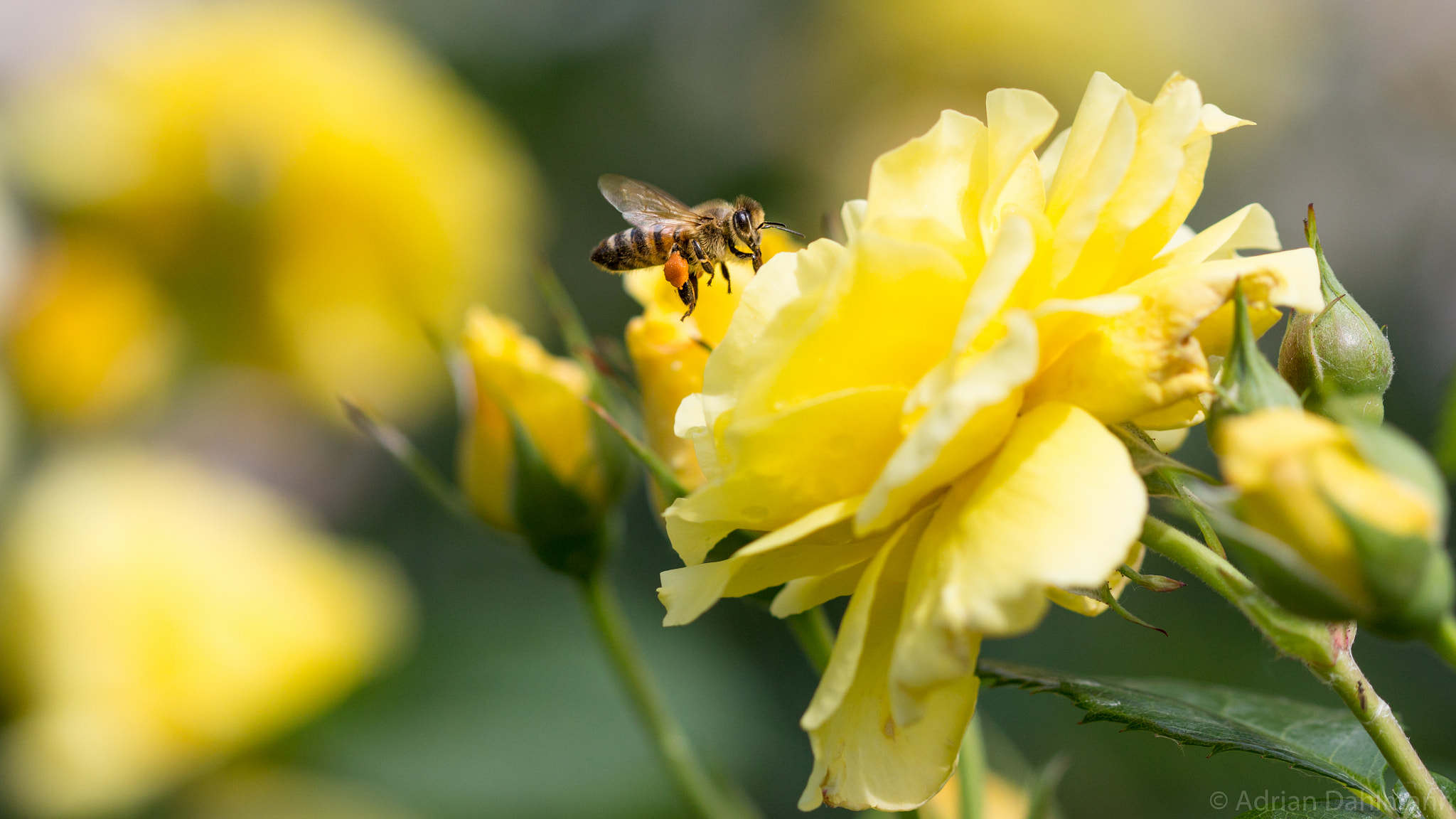 Canon EF 100mm F2.8 Macro USM sample photo. I think it smells good photography