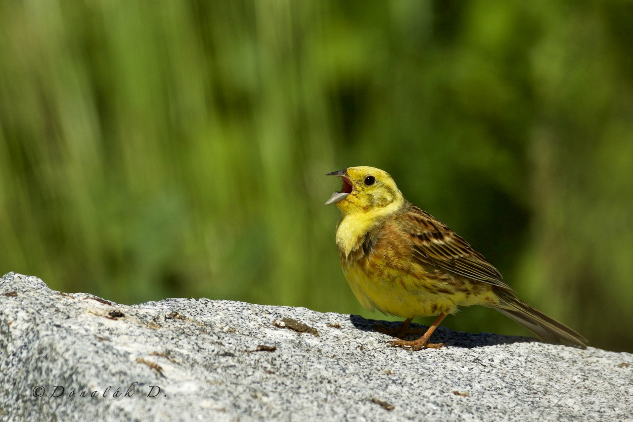 Canon EOS 7D Mark II + Canon EF 200-400mm F4L IS USM Extender 1.4x sample photo. Strnad obecný (emberiza citrinella) photography