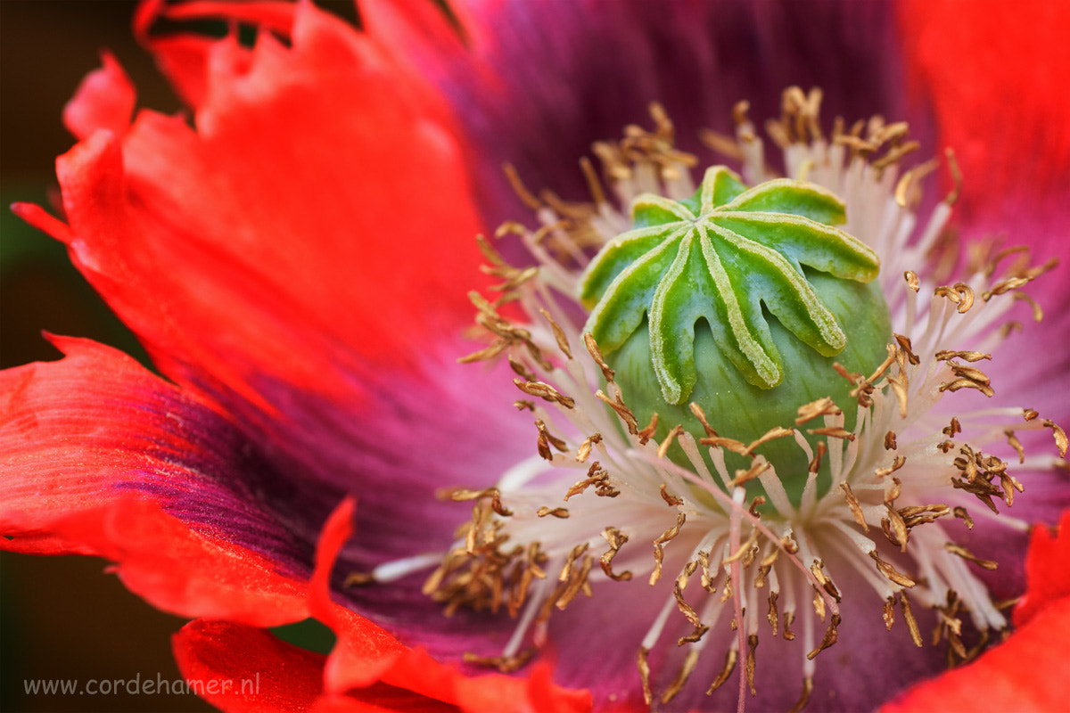 Sony SLT-A77 + Tamron SP AF 90mm F2.8 Di Macro sample photo. The heart of a poppy photography