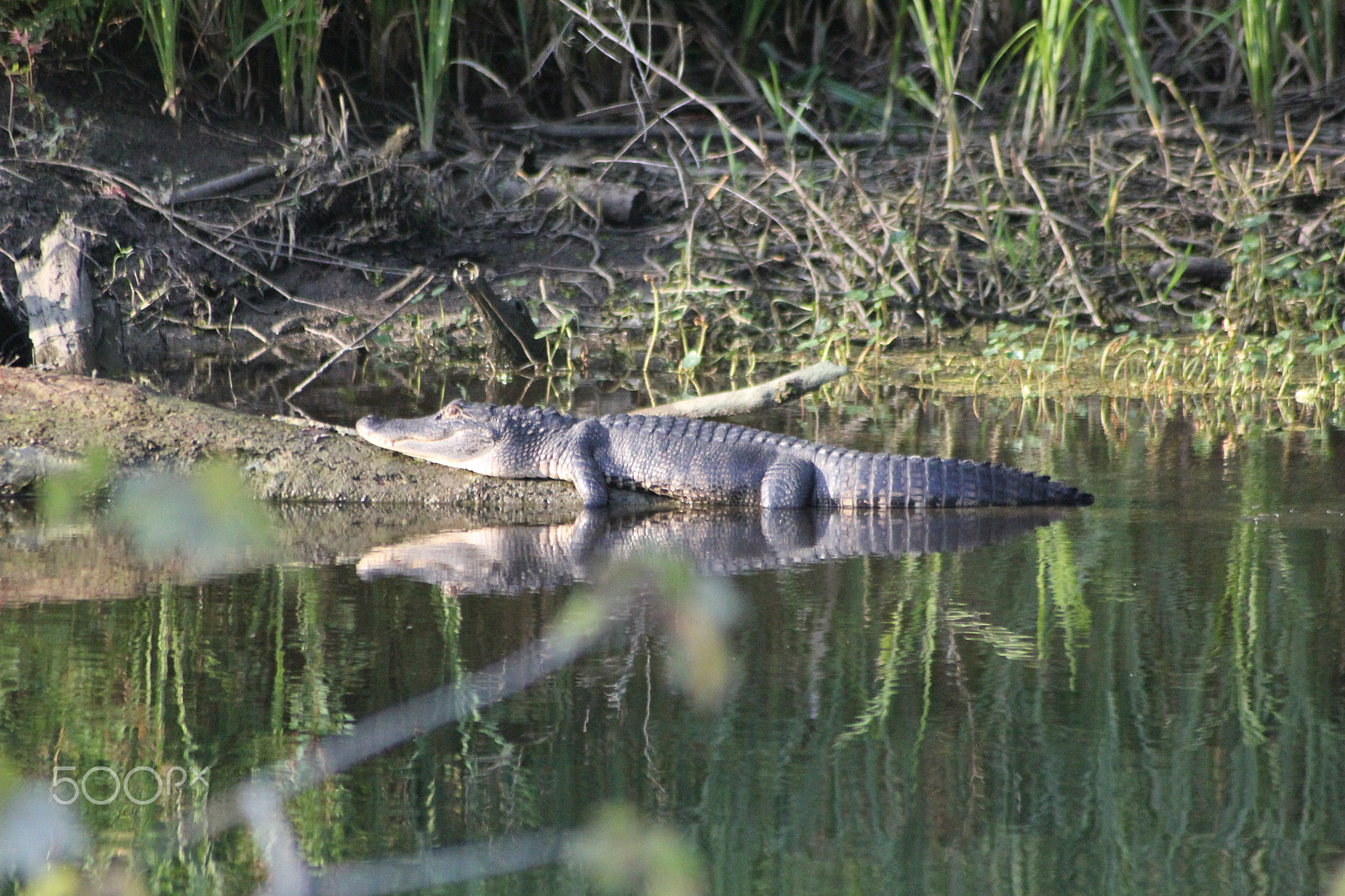 Sigma 70-300mm F4-5.6 APO DG Macro sample photo. An alligator photography