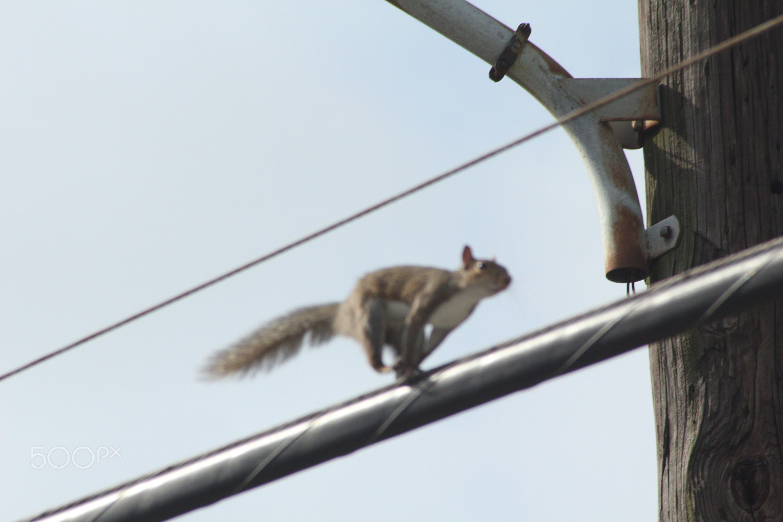 Sigma 70-300mm F4-5.6 APO DG Macro sample photo. A running squirrel photography