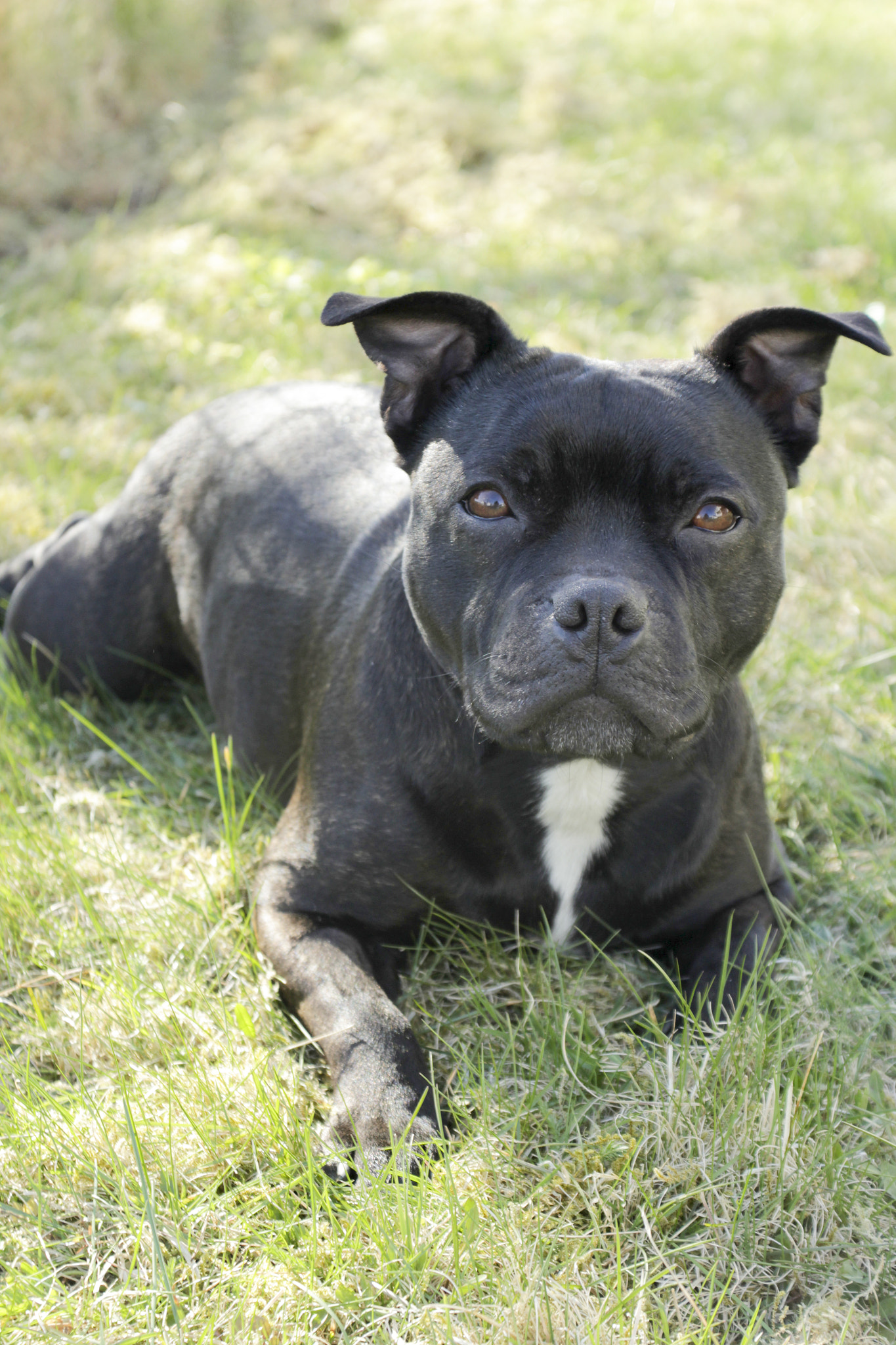Sigma 18-50mm F2.8-4.5 DC OS HSM sample photo. Happydog photography