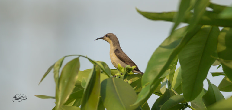 Canon EOS 70D + Canon EF 400mm F5.6L USM sample photo. Purple sunbird female photography