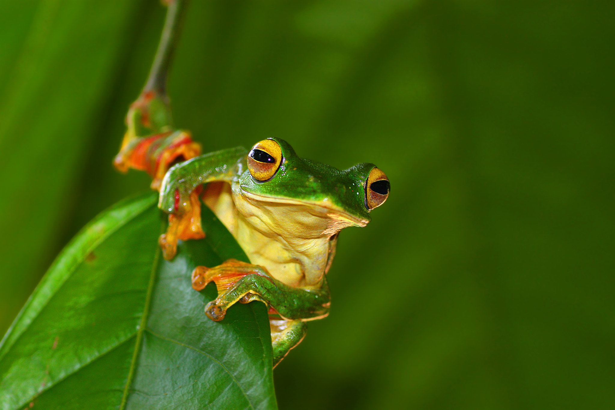 Rhacophorus malabaricus by Caesar Sengupta Photo 15887339 / 500px