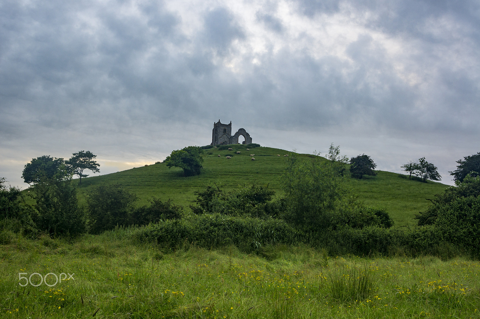 Minolta AF 28-85mm F3.5-4.5 New sample photo. Burrow mump photography