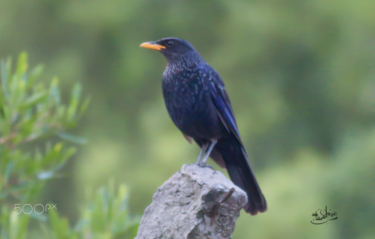 Canon EOS 70D + Canon EF 400mm F5.6L USM sample photo. Blue whistling thrush photography