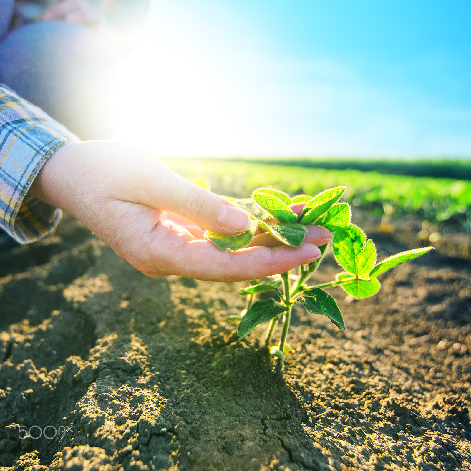 Tamron SP 15-30mm F2.8 Di VC USD sample photo. Female farmer's hands in soybean field, responsible farming photography