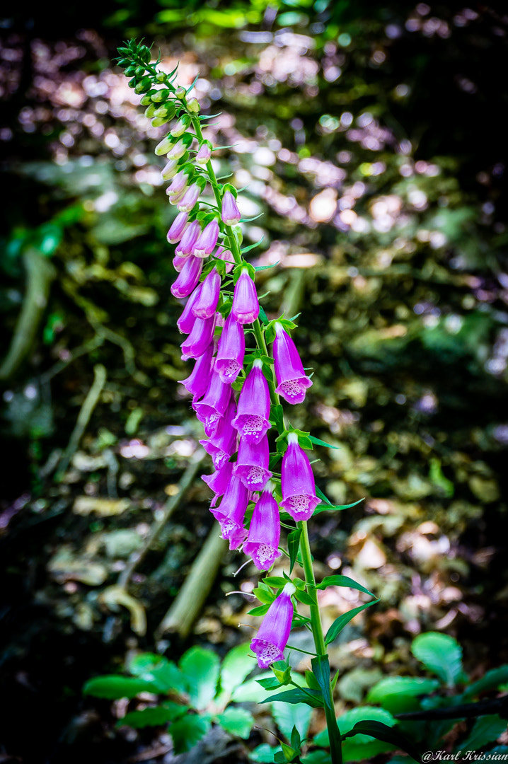 Sony Alpha NEX-6 + Sony E PZ 18-105mm F4 G OSS sample photo. Flowers photography