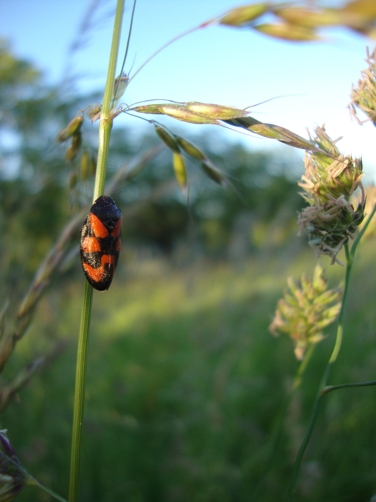 Sony Cyber-shot DSC-W220 sample photo. Cercope sanguin photography