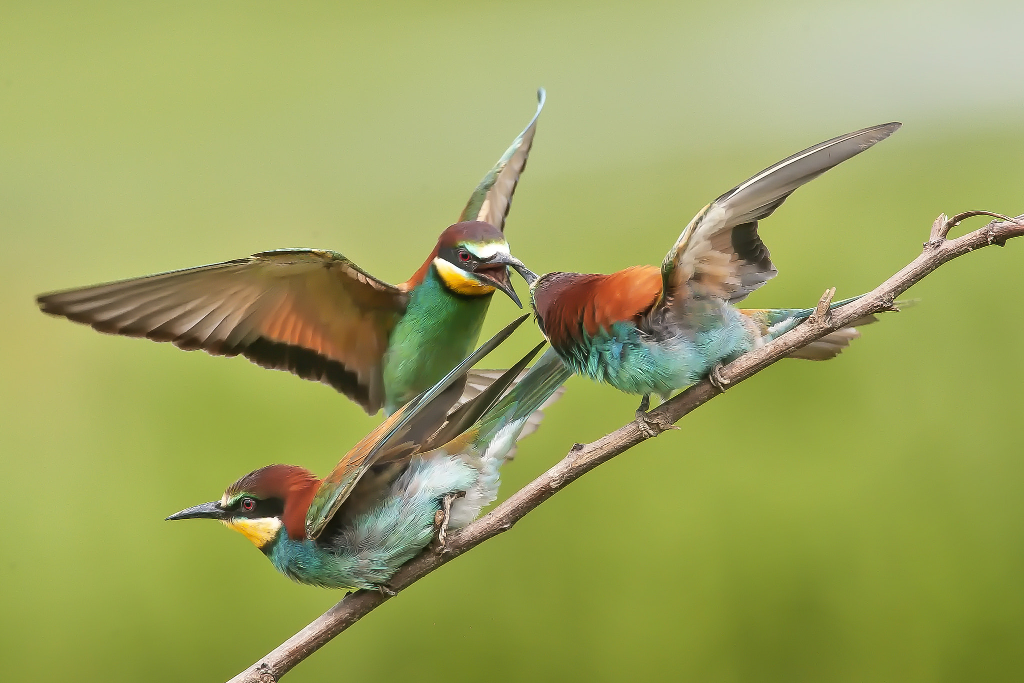 Canon EF 500mm F4L IS USM sample photo. Merops apiaster photography