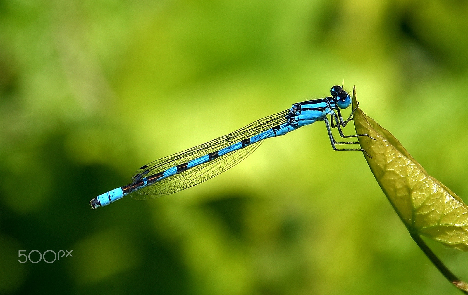 Sigma 17-70mm F2.8-4 DC Macro OS HSM | C sample photo. Dragonfly photography