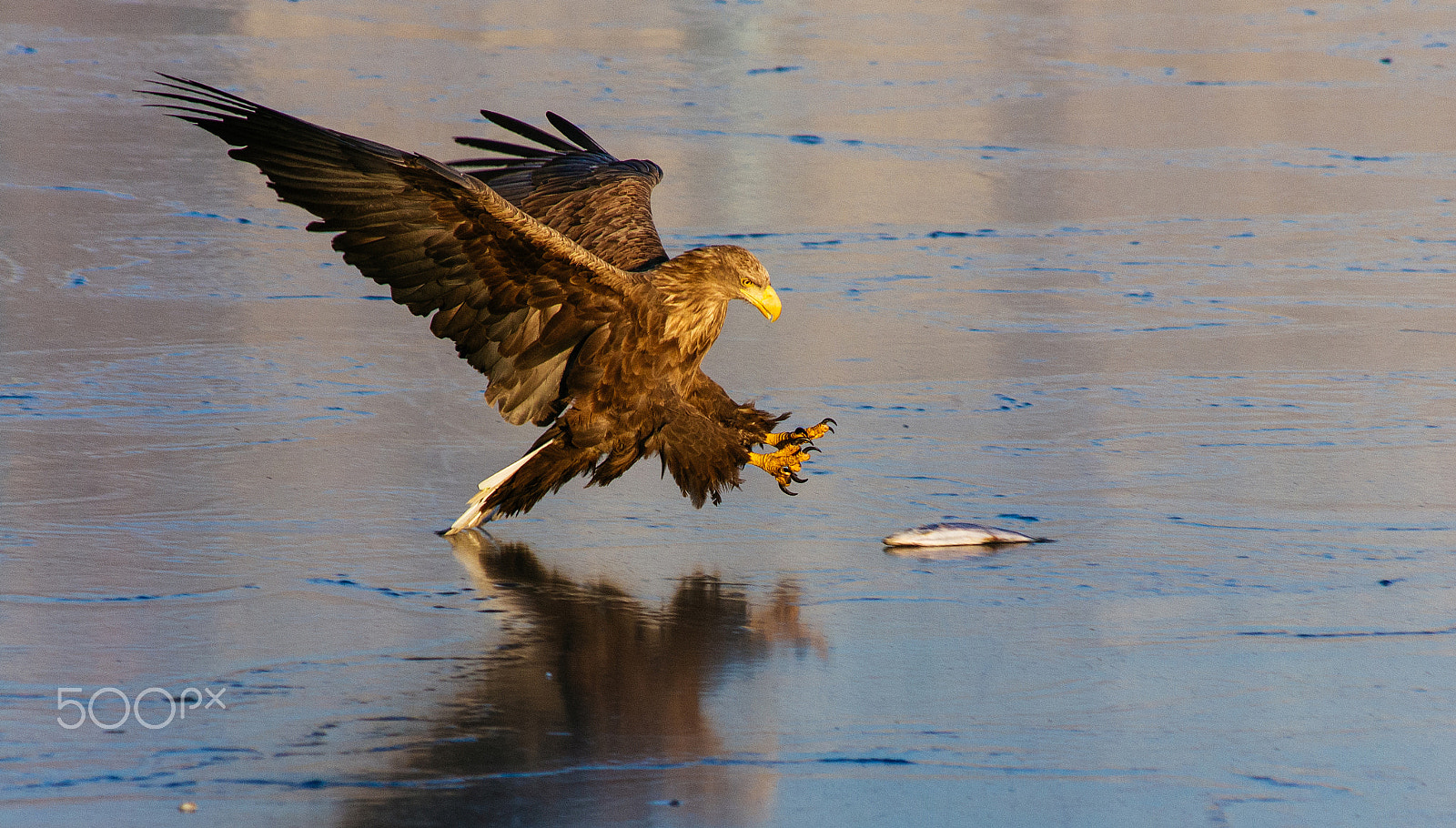 Pentax K-5 + Sigma EX APO 100-300mm F4 IF sample photo. орлан белохвост photography