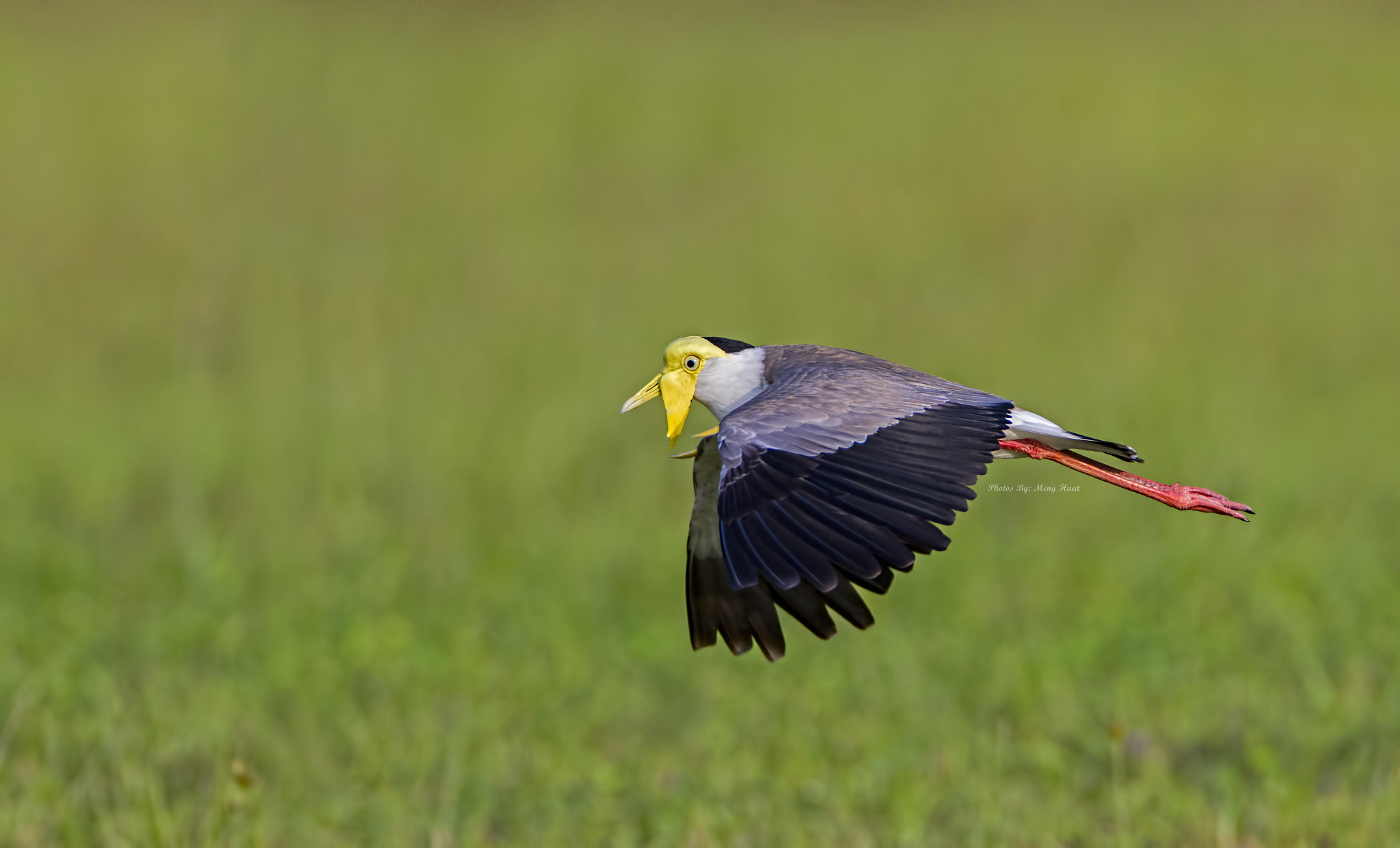 Canon EF 600mm F4L IS USM sample photo. Masked lapwing photography