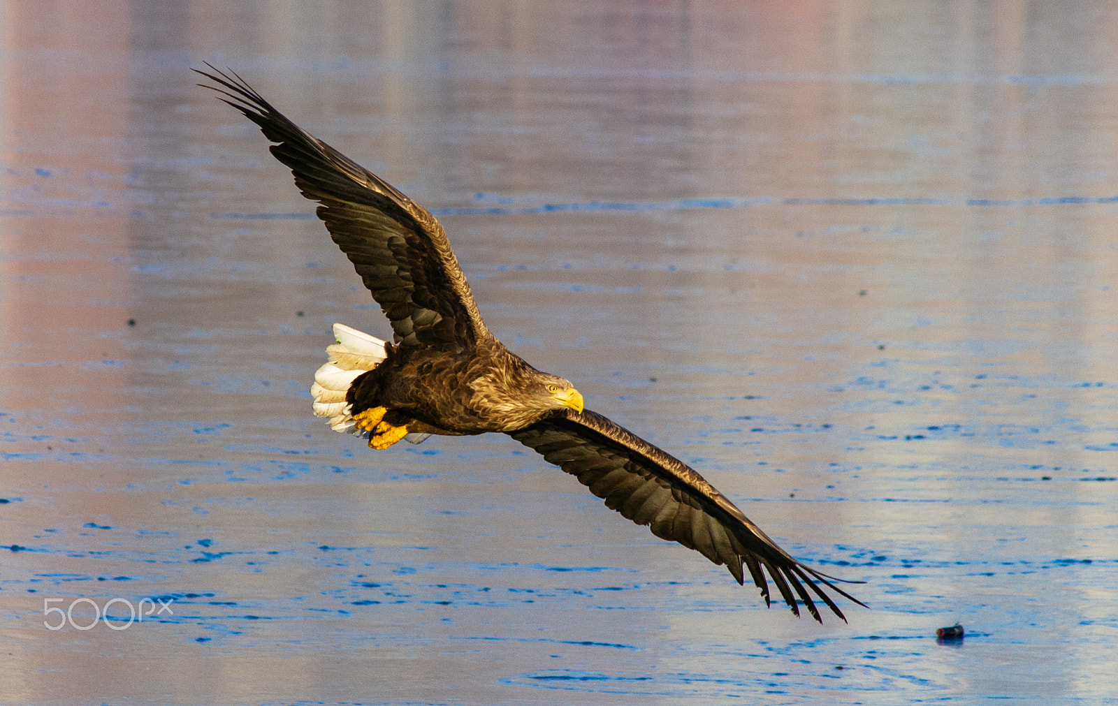 Pentax K-5 + Sigma EX APO 100-300mm F4 IF sample photo. парящий орлан - белохвост photography