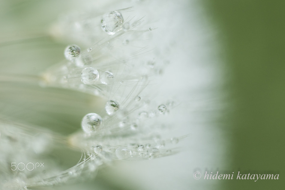 Minolta AF 50mm F3.5 Macro sample photo. Pale color of drop photography