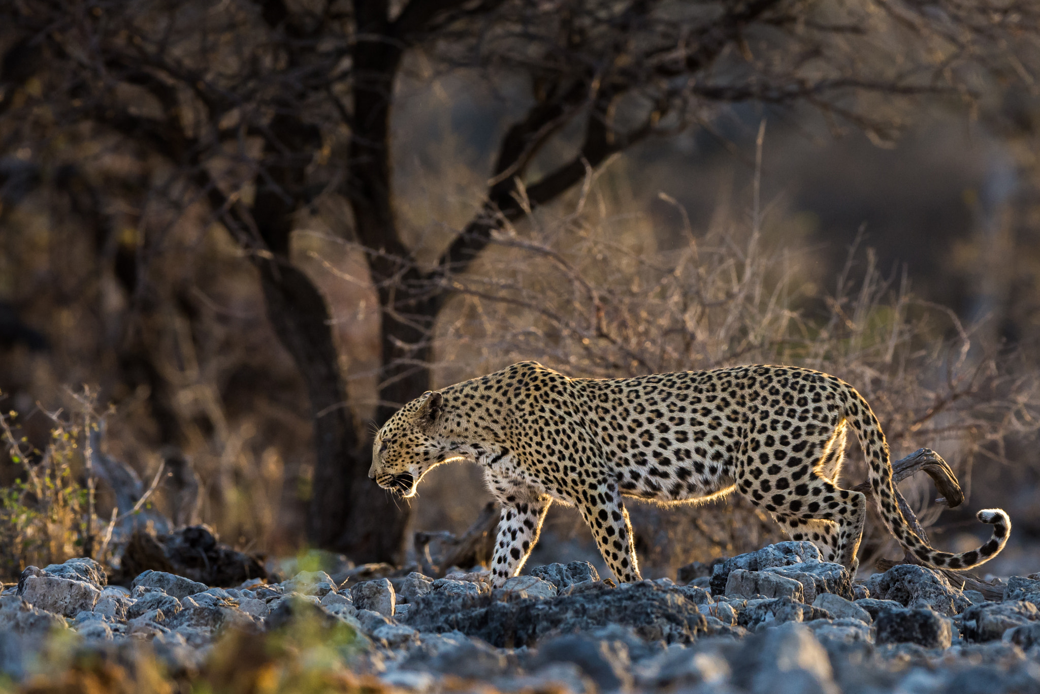 Nikon D7200 + Nikon AF-S Nikkor 500mm F4G ED VR sample photo. Golden leopard photography