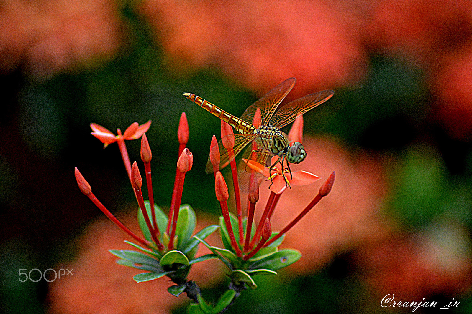 Nikon AF Nikkor 70-300mm F4-5.6G sample photo. Dragonfly photography