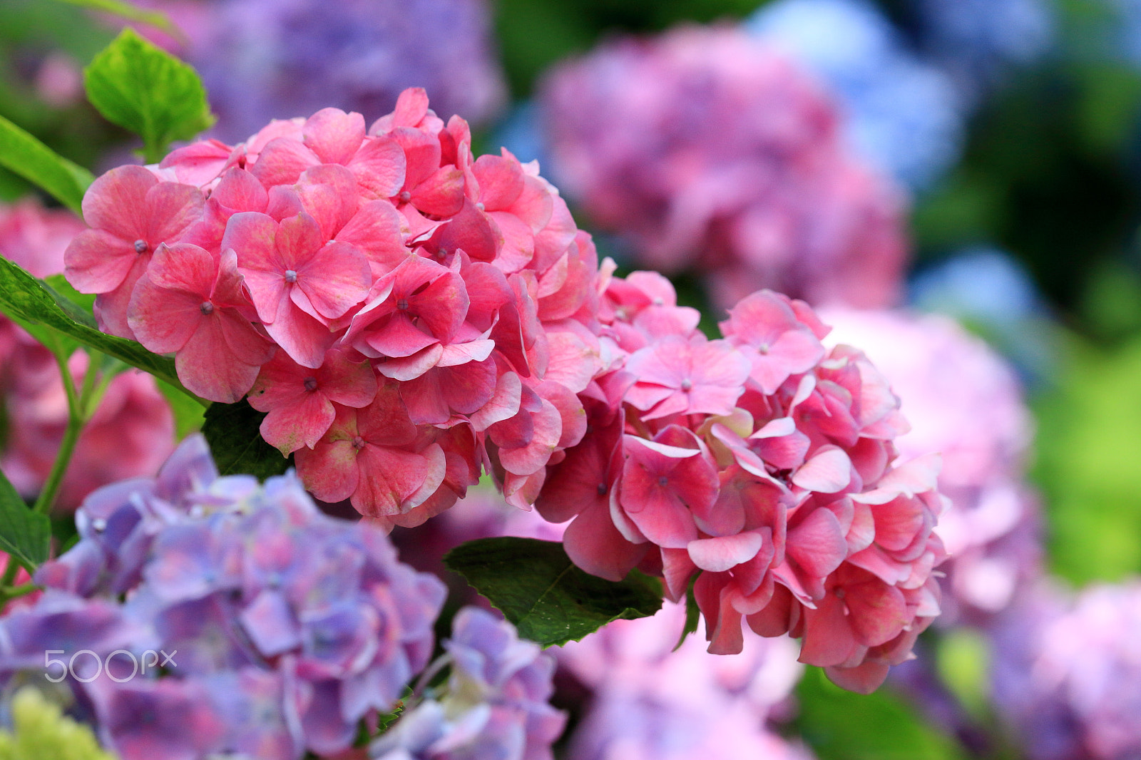 Canon EOS 100D (EOS Rebel SL1 / EOS Kiss X7) sample photo. Colorful photography