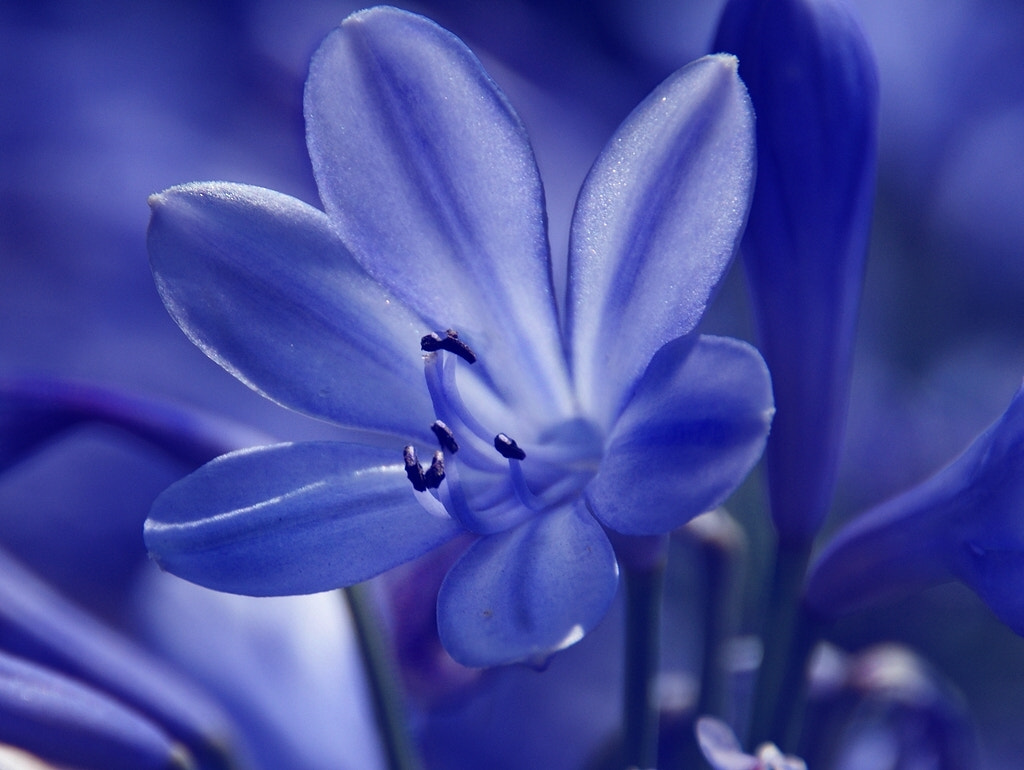 Sony Alpha DSLR-A290 sample photo. Blue photography