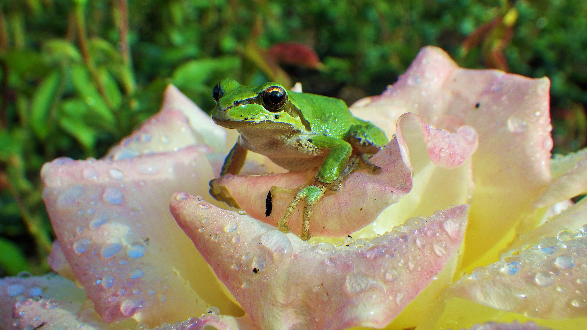 Pentax Optio WG-2 sample photo. Pacific green tree frog amongst the roses photography
