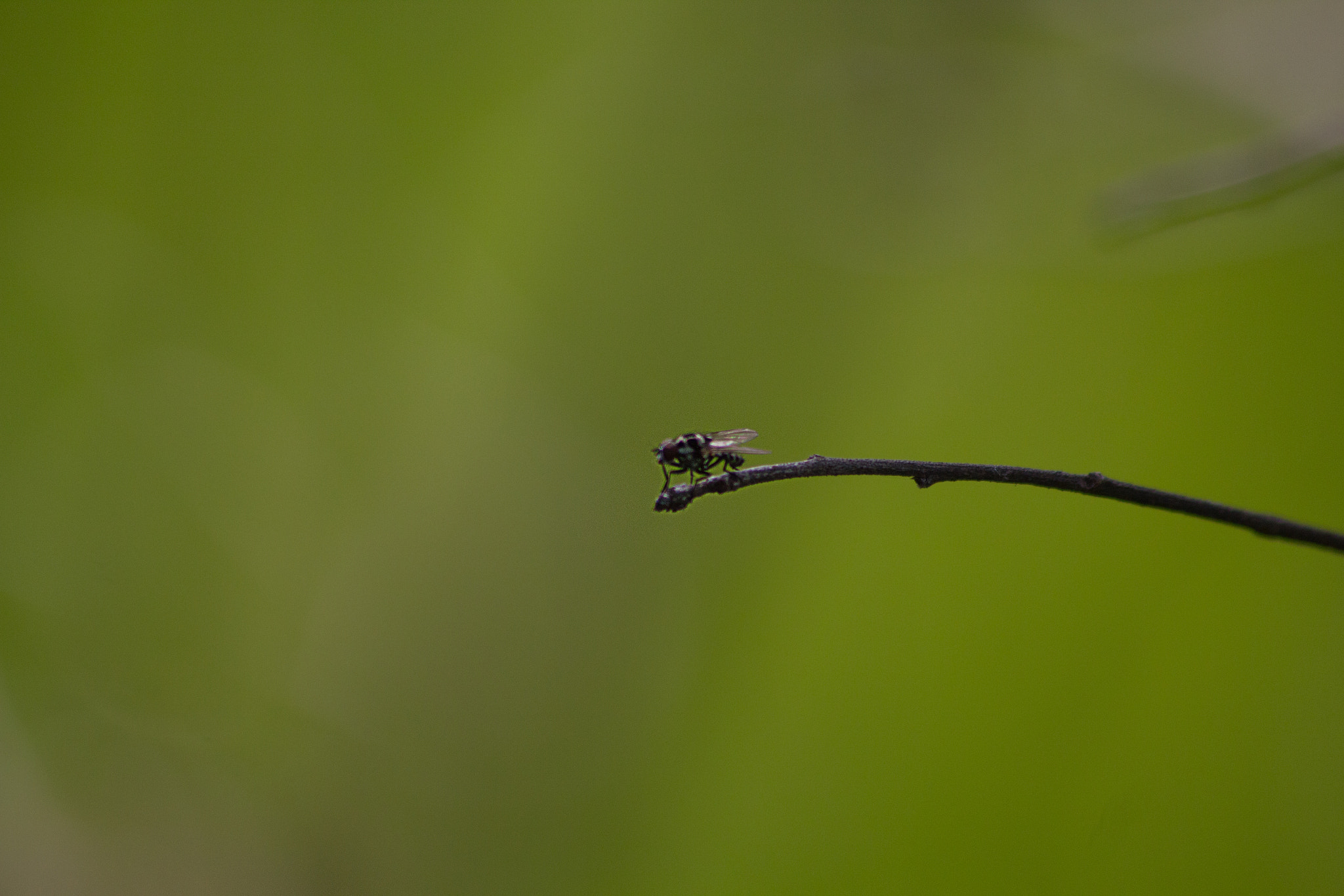 Sigma 70-300mm F4-5.6 APO DG Macro sample photo. Муха photography