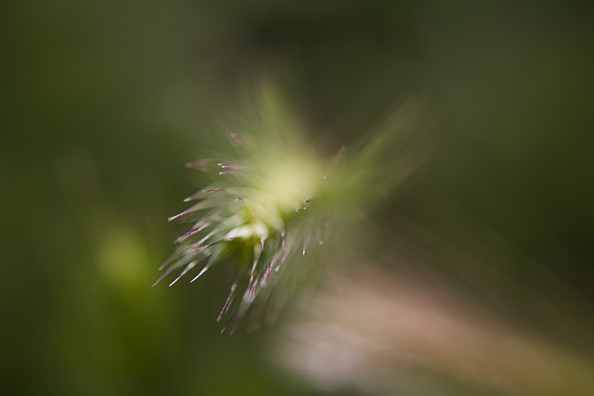 Canon EF 28-80mm f/3.5-5.6 sample photo