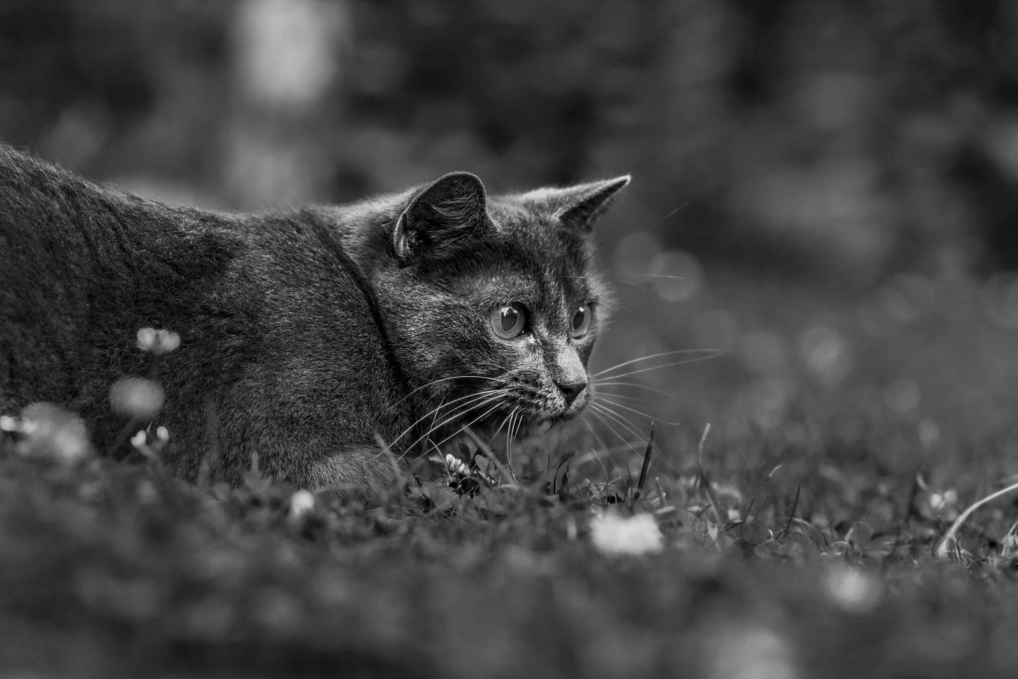Canon EOS 600D (Rebel EOS T3i / EOS Kiss X5) + Canon EF 100mm F2.0 USM sample photo. Wild cat photography