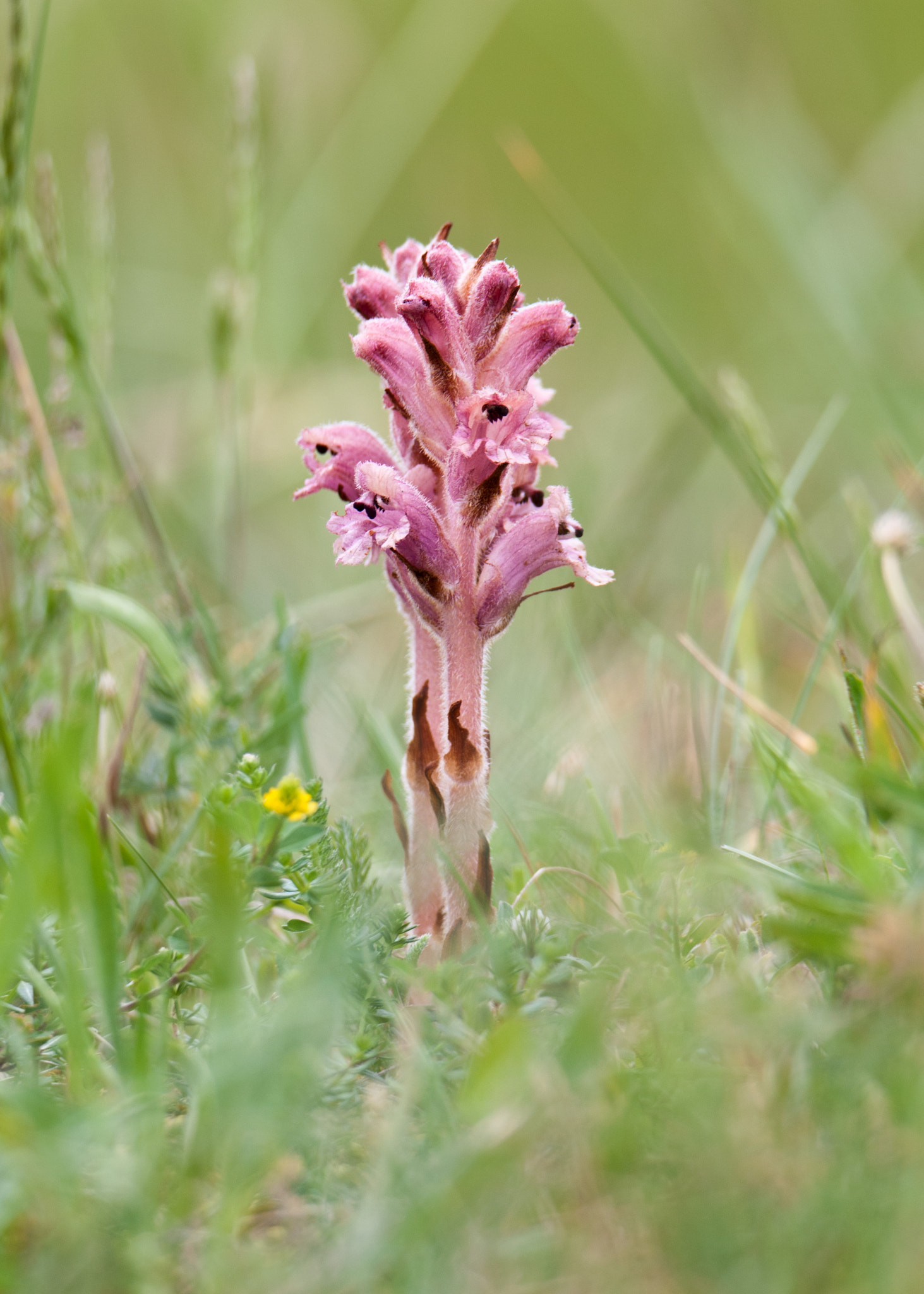 Nikon D300S sample photo. Broomrape photography