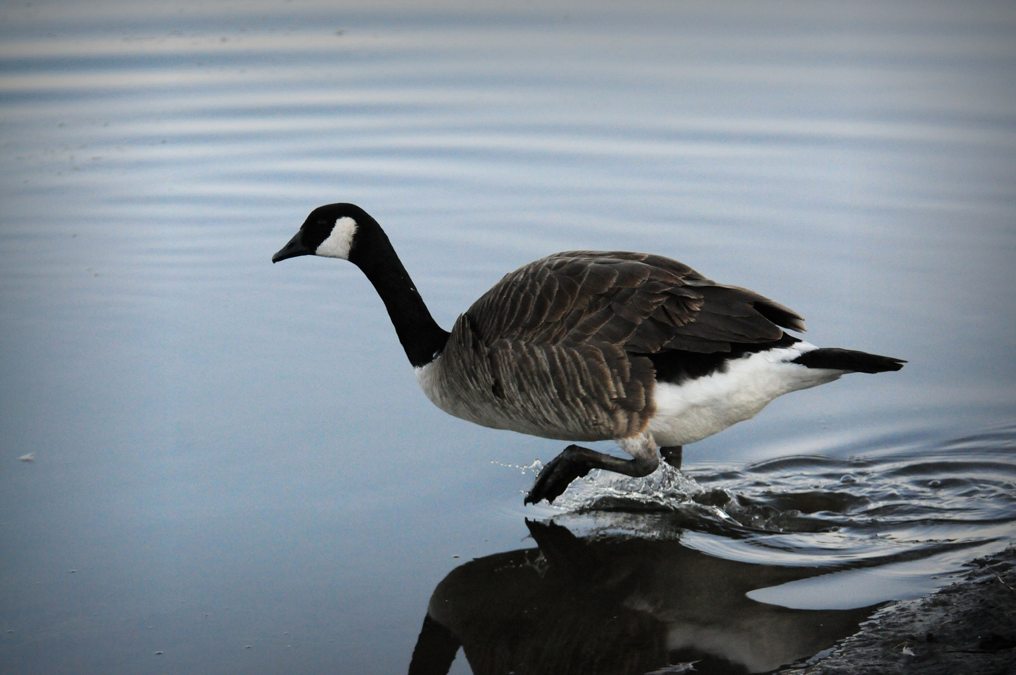 Nikon D300S sample photo. Frolicking in the sea photography