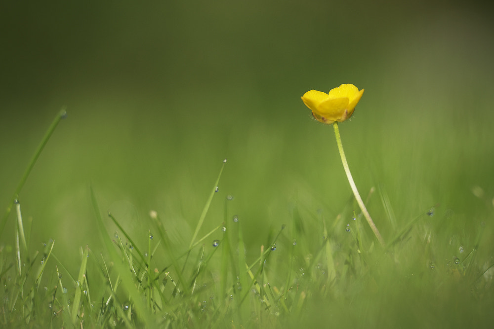 Nikon AF-S Nikkor 70-200mm F2.8G ED VR II sample photo. Lonely photography