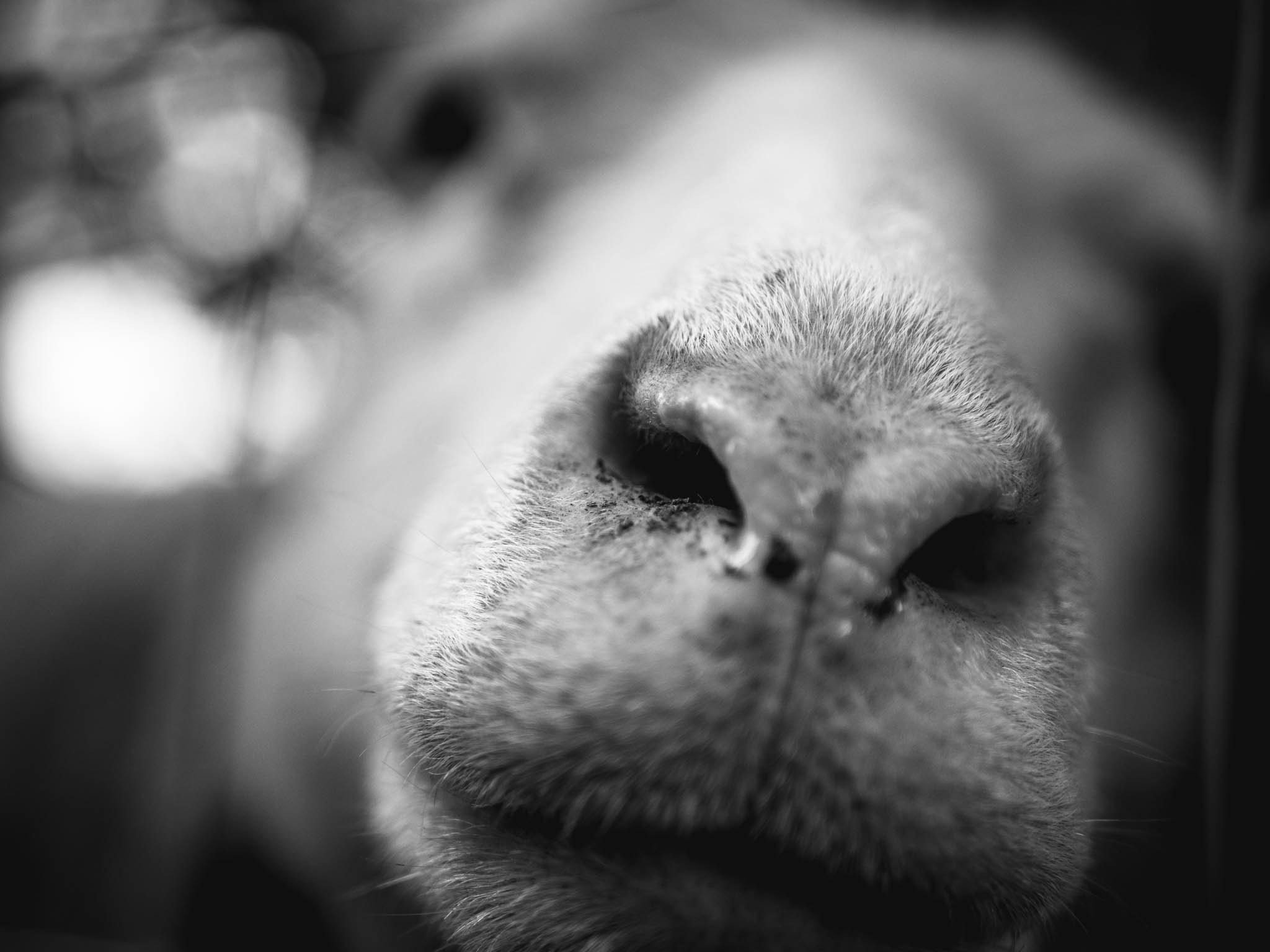 Olympus PEN E-PL5 + LUMIX G 25/F1.7 sample photo. Too close photography