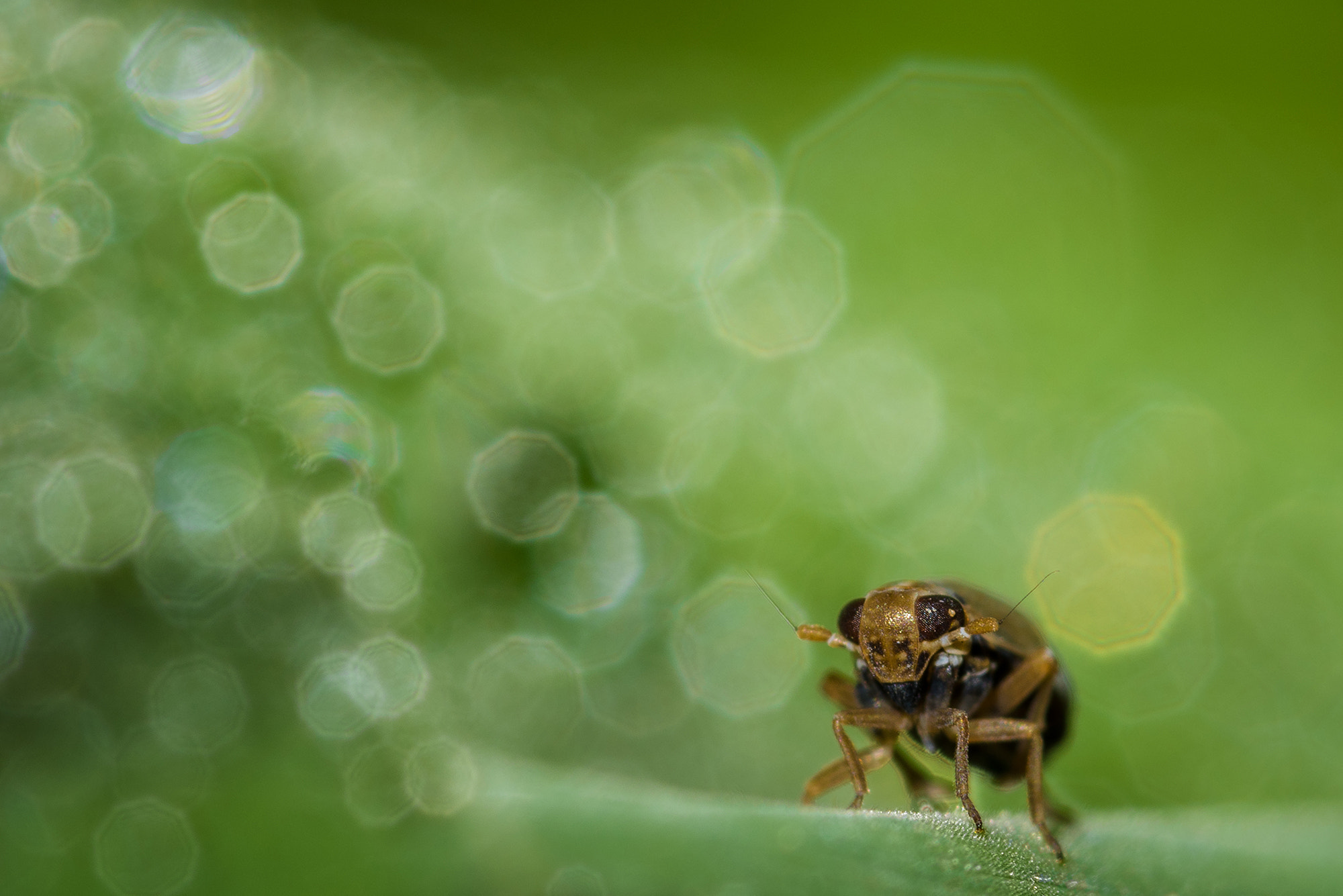 Nikon D810 + Nikon AF Micro-Nikkor 200mm F4D ED-IF sample photo. Turning back to the light side... photography