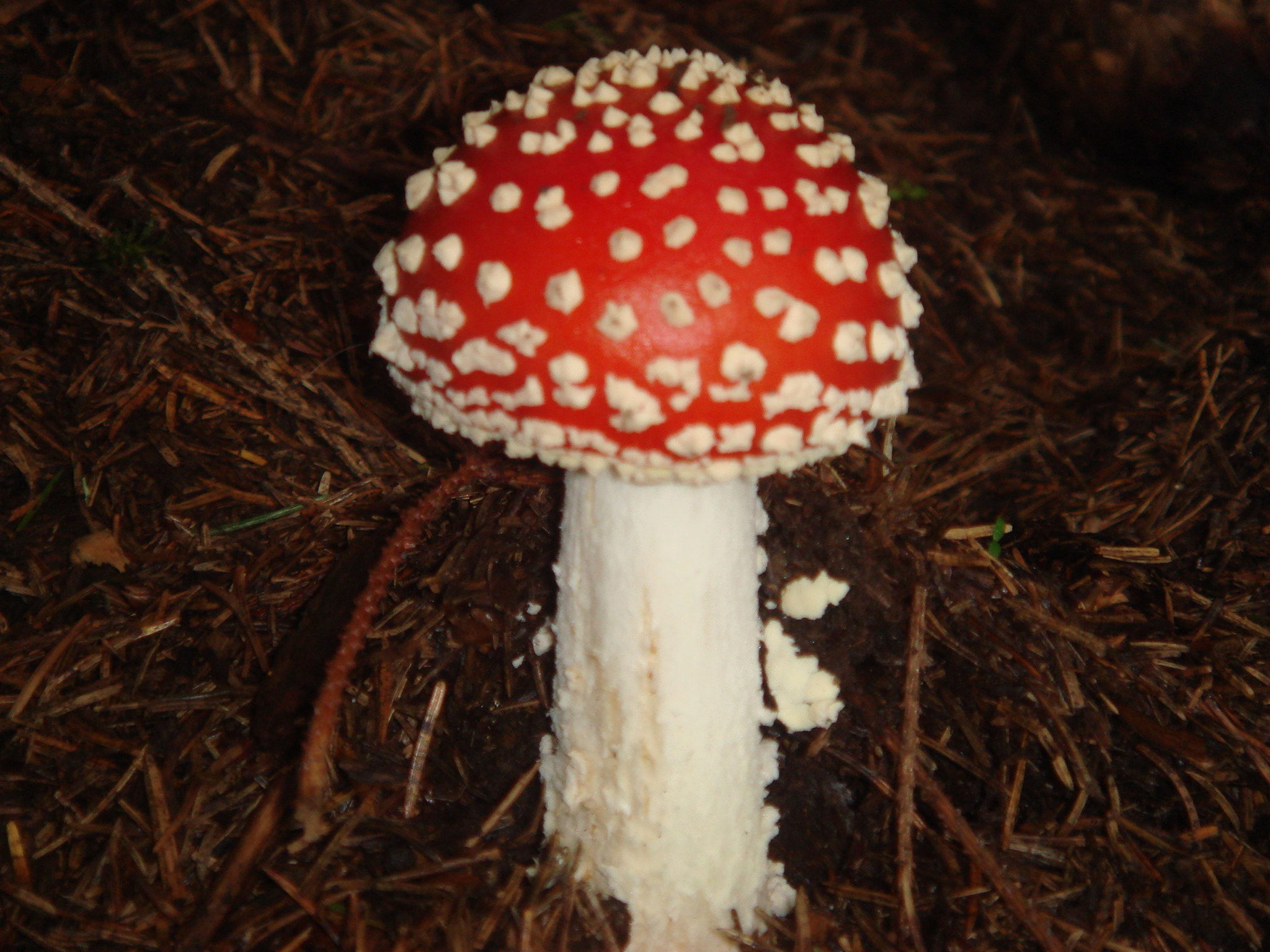 Sony DSC-T50 sample photo. Red poisonous mushroom.jpg photography