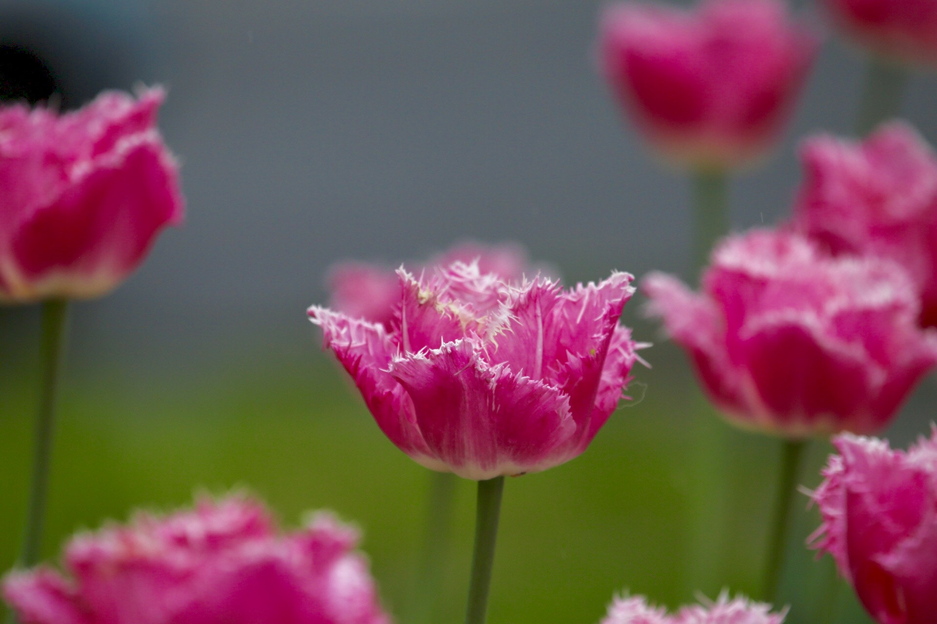 Canon EF 100-400mm F4.5-5.6L IS USM sample photo. 洛桑湖边郁金香 photography
