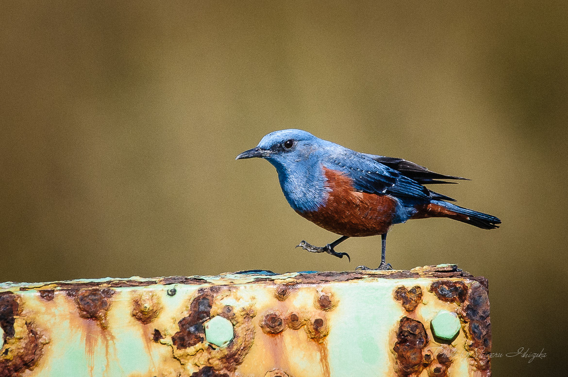 Nikon D300 + Nikon AF-S Nikkor 500mm F4G ED VR sample photo. Blue rock thrush photography