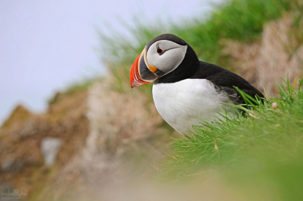 Nikon D90 + Nikon AF-S Nikkor 300mm F4D ED-IF sample photo. Atlantic puffin (fratercula arctica) photography