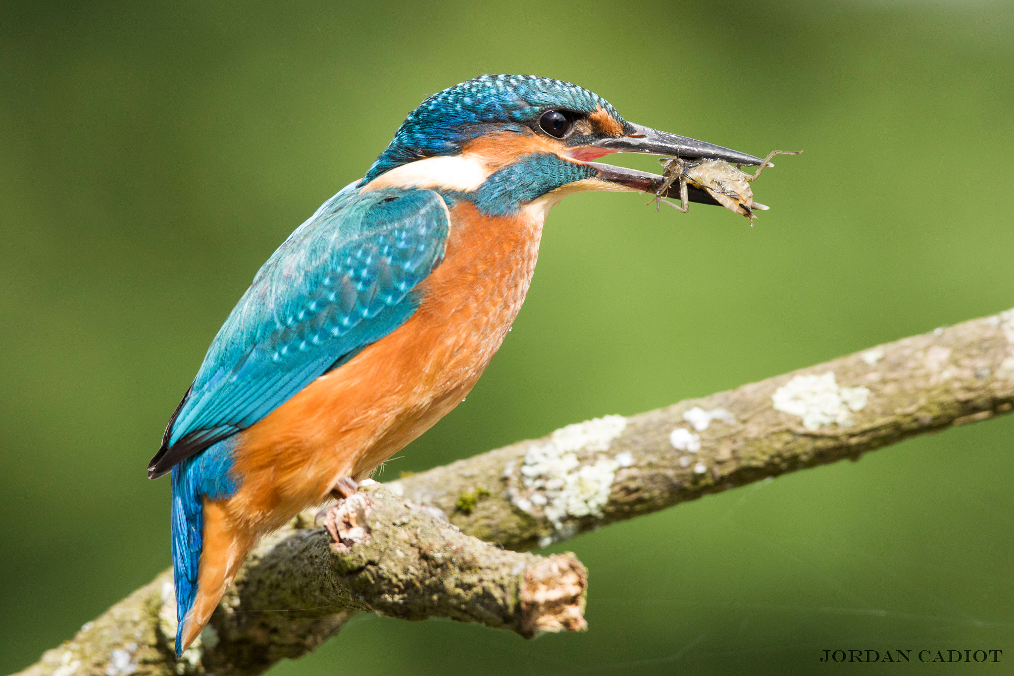 150-600mm F5-6.3 DG OS HSM | Contemporary 015 sample photo. Young kingfisher photography