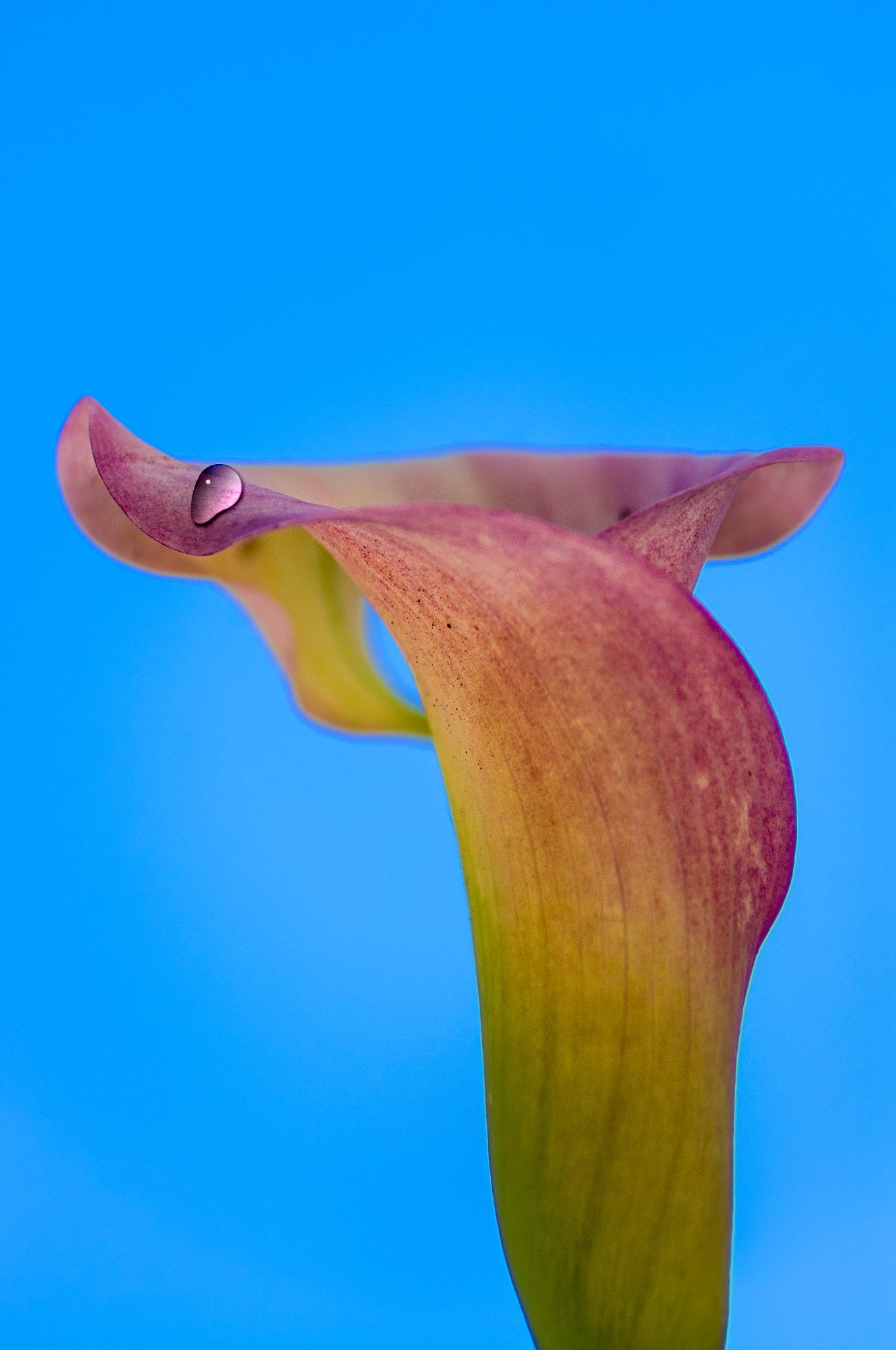 Pentax K-x + Tamron AF 70-300mm F4-5.6 Di LD Macro sample photo. Calla lily photography