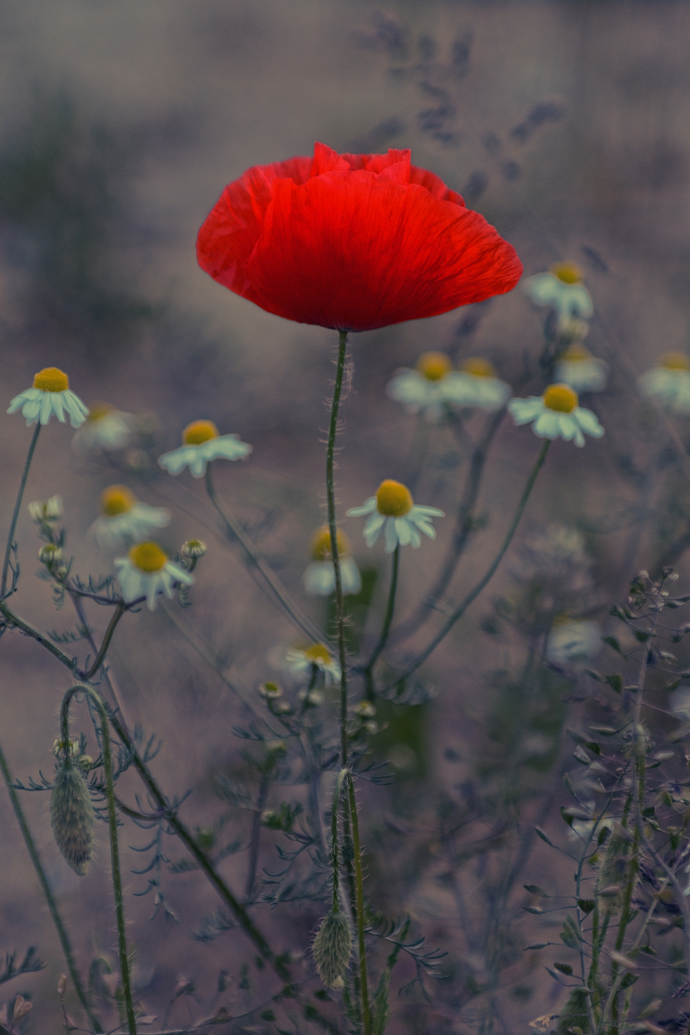 Sigma 24-70mm F2.8 EX DG Macro sample photo. Poppy photography