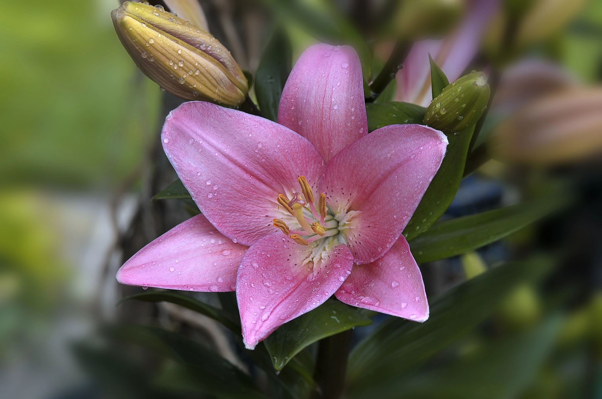 AF Micro-Nikkor 105mm f/2.8 sample photo. Лилия photography