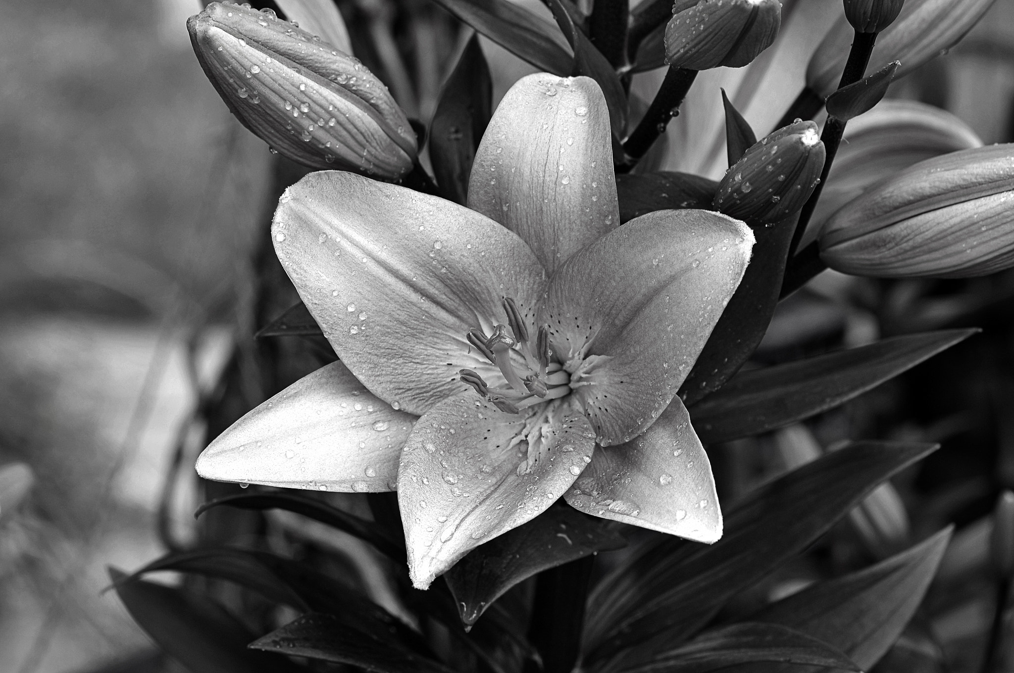 AF Micro-Nikkor 105mm f/2.8 sample photo. Лилия photography