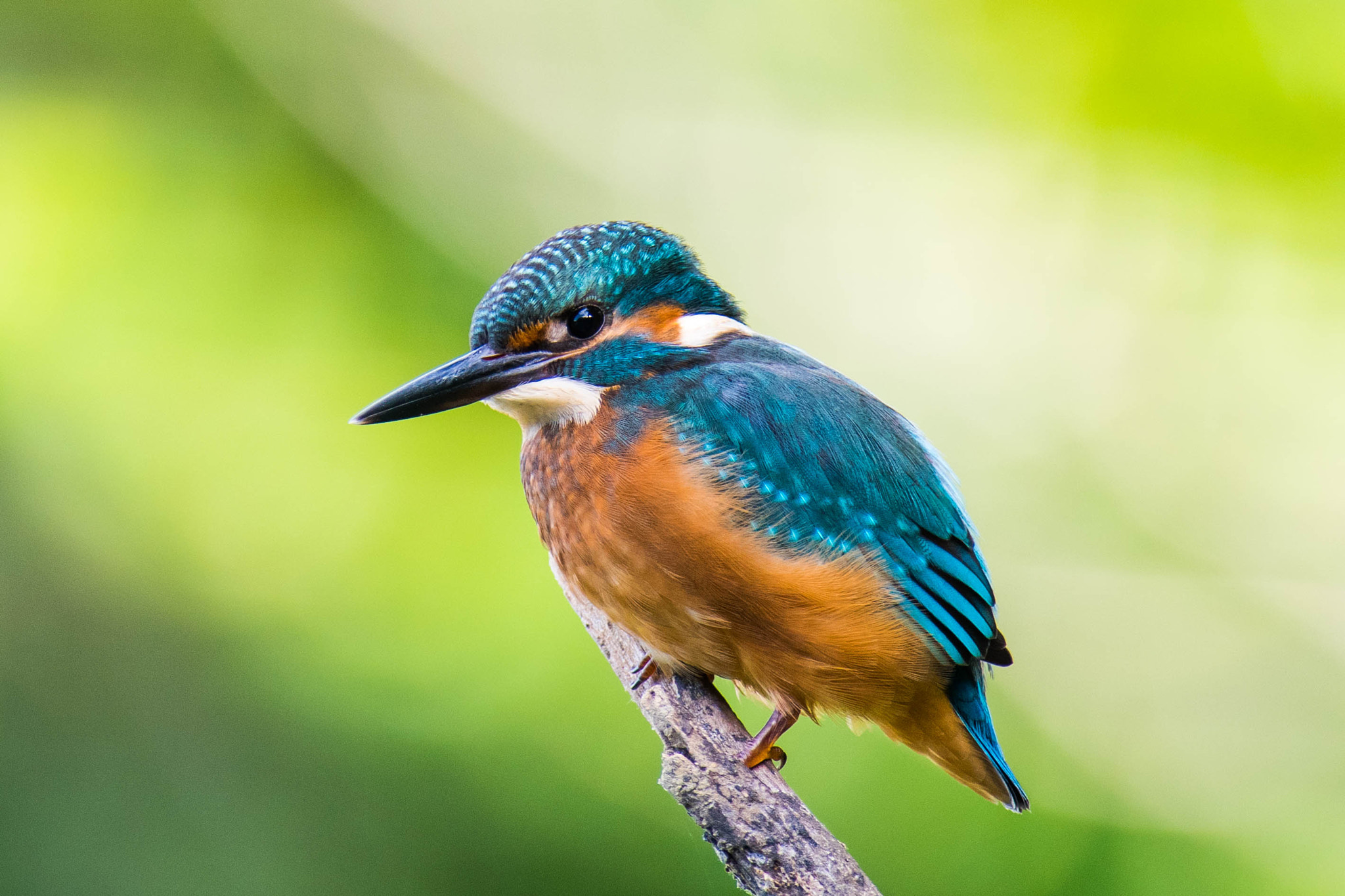 Nikon AF-S Nikkor 300mm F2.8G ED-IF VR sample photo. Maimed kingfisher photography