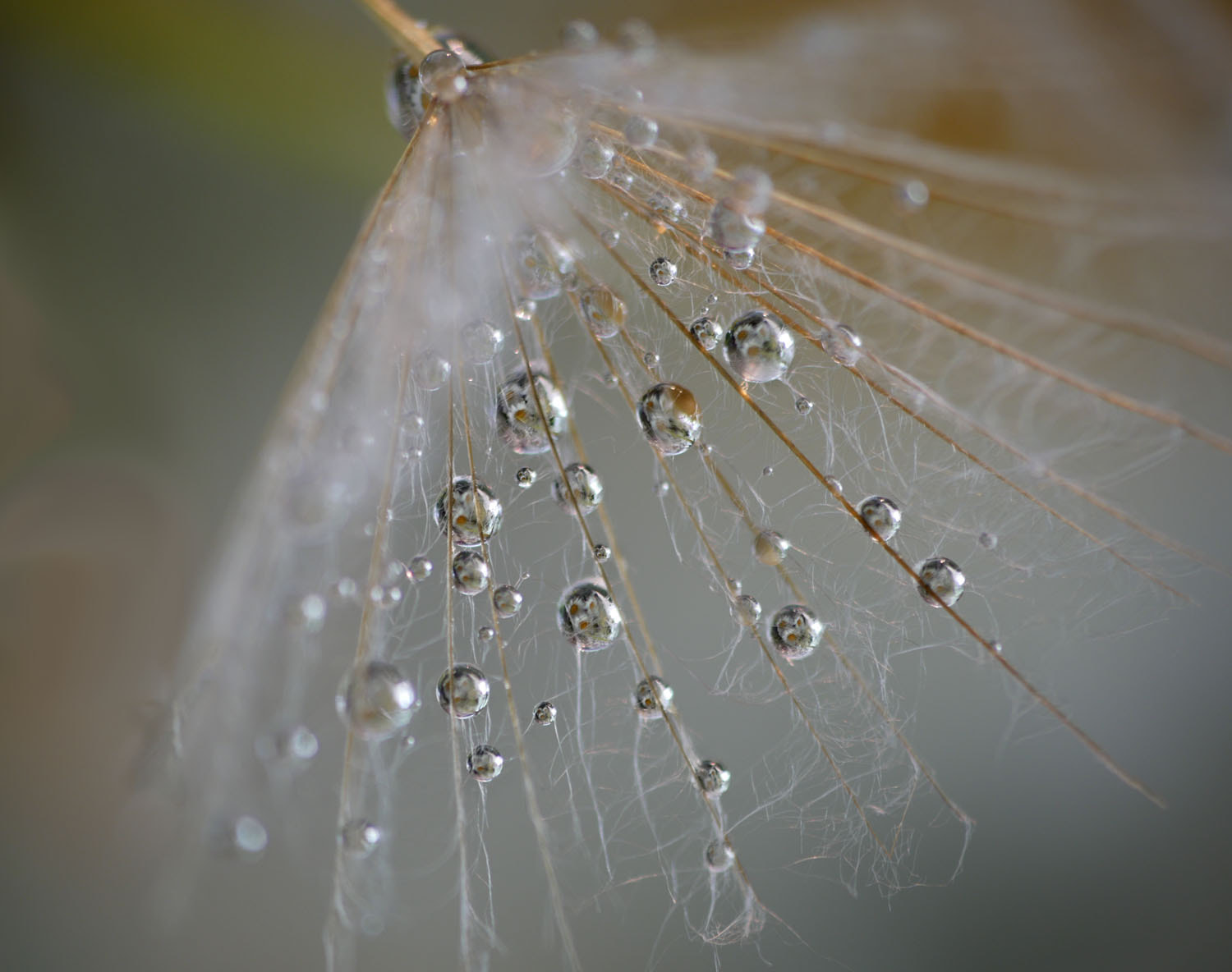 Panasonic Lumix G Vario 45-200mm F4-5.6 OIS sample photo. Many drops...one seed. photography