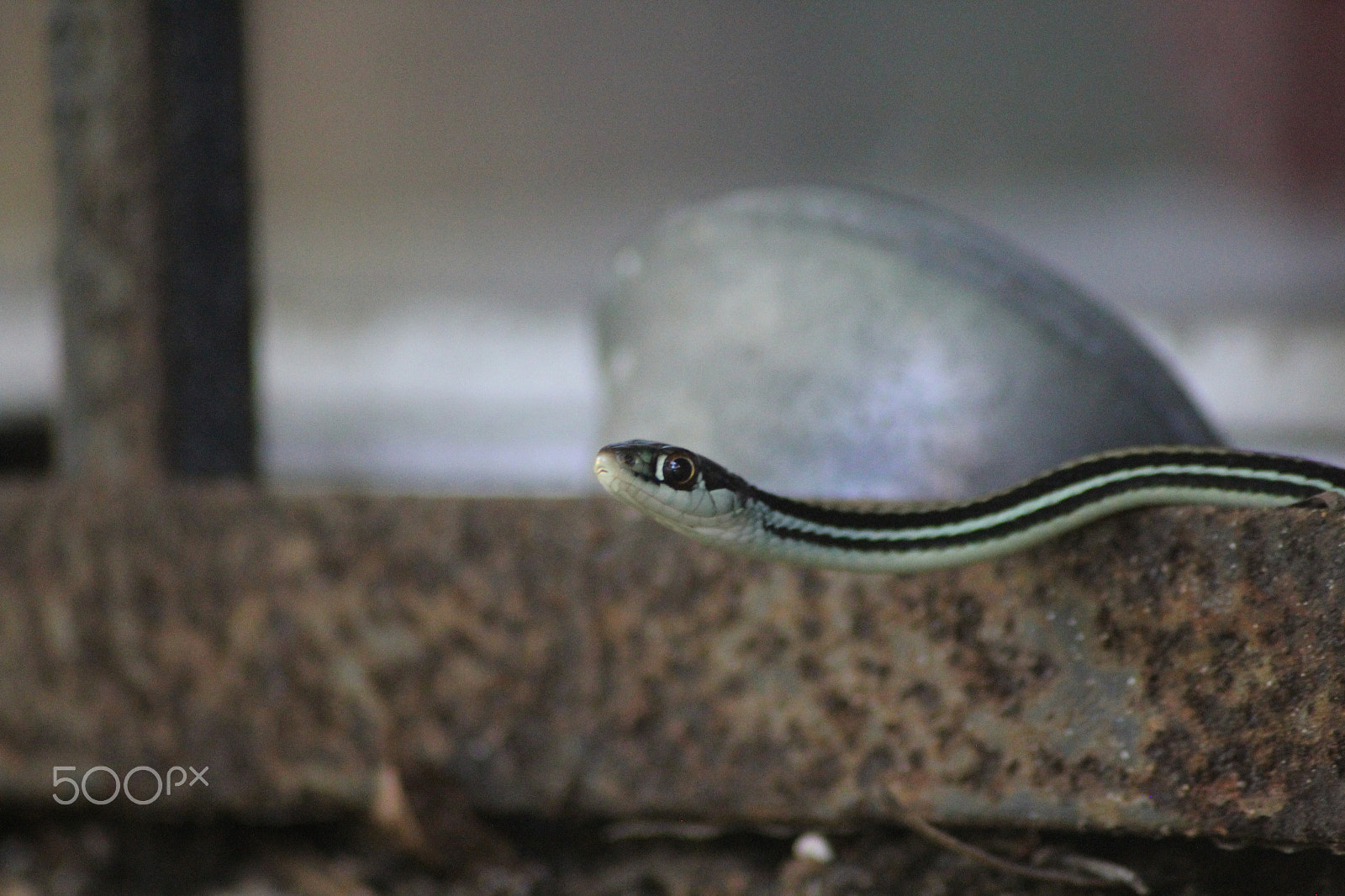 Sigma 70-300mm F4-5.6 APO DG Macro sample photo. A garter snake photography