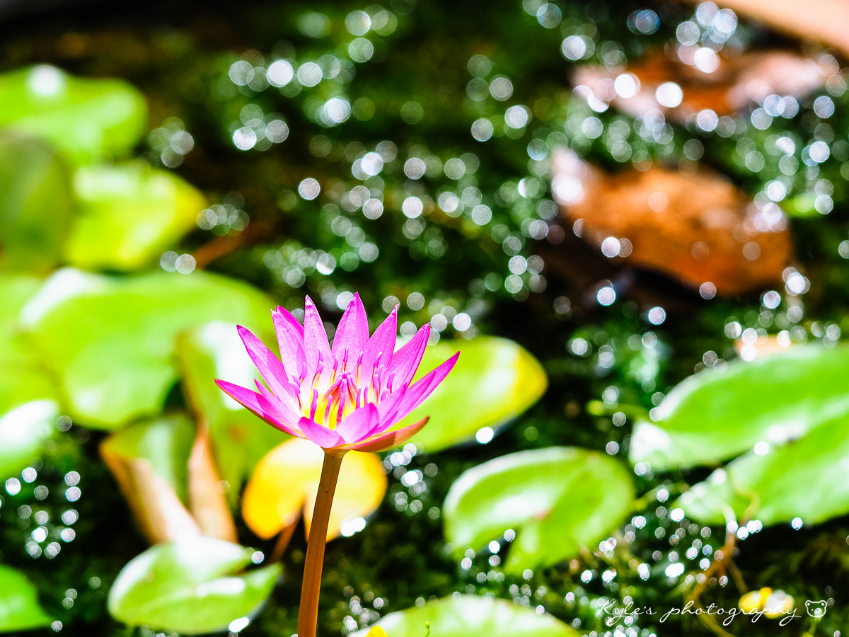 Sigma 150mm F2.8 EX DG Macro HSM sample photo. Water lily photography