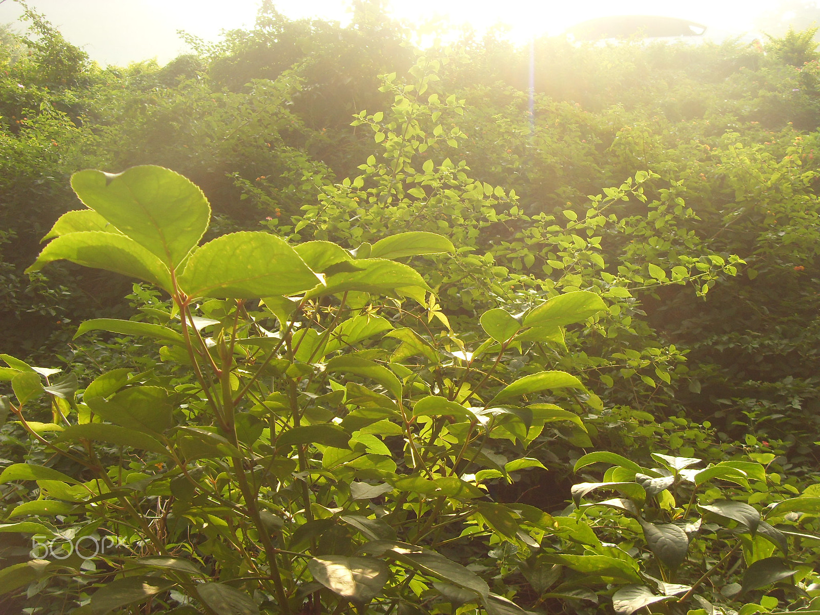 Samsung NV4,  VLUU NV4 sample photo. 晨曦中的树林 photography