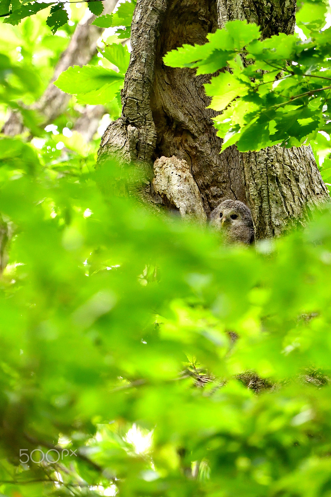 Nikon D5 + Nikon AF-S Nikkor 600mm F4G ED VR sample photo. An owlet photography