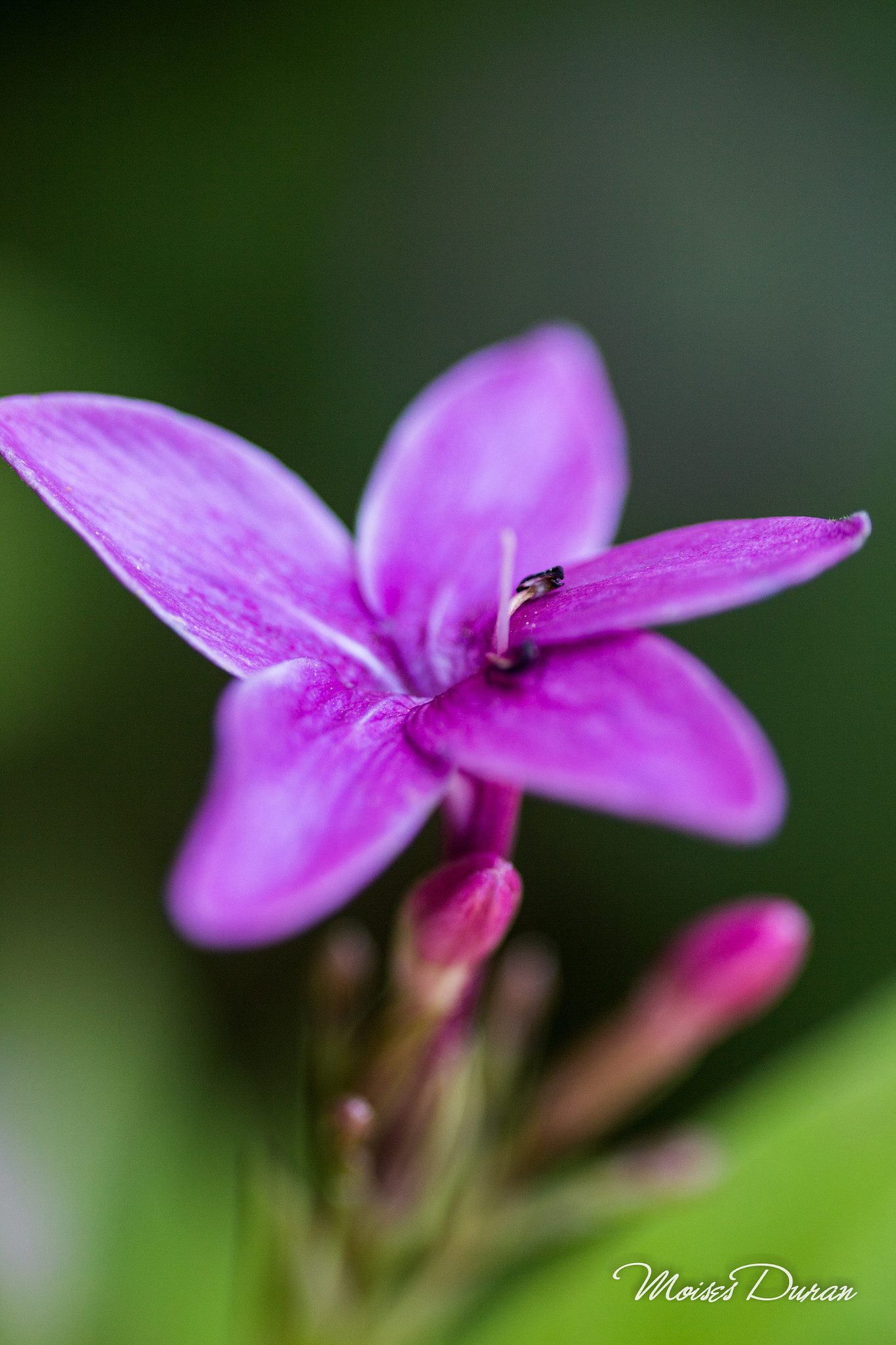 Canon EOS 6D + Sigma 105mm F2.8 EX DG Macro sample photo. Painting colors... photography